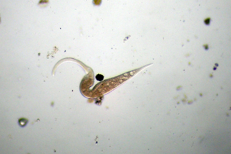 Lacrymaria olor?